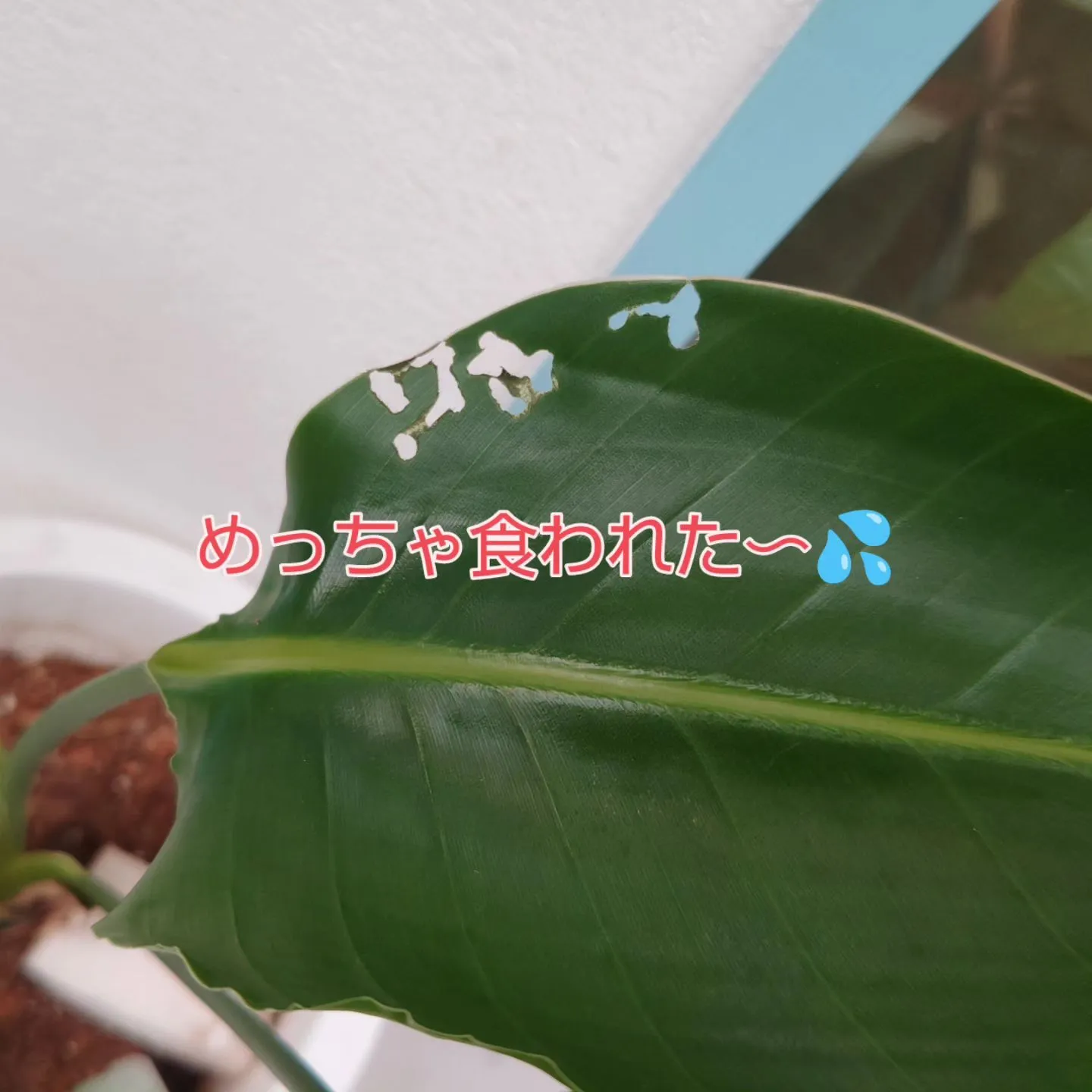 害虫被害に意外な虫？